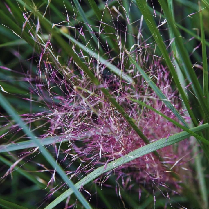 Muhlenbergia capillaris - Graines