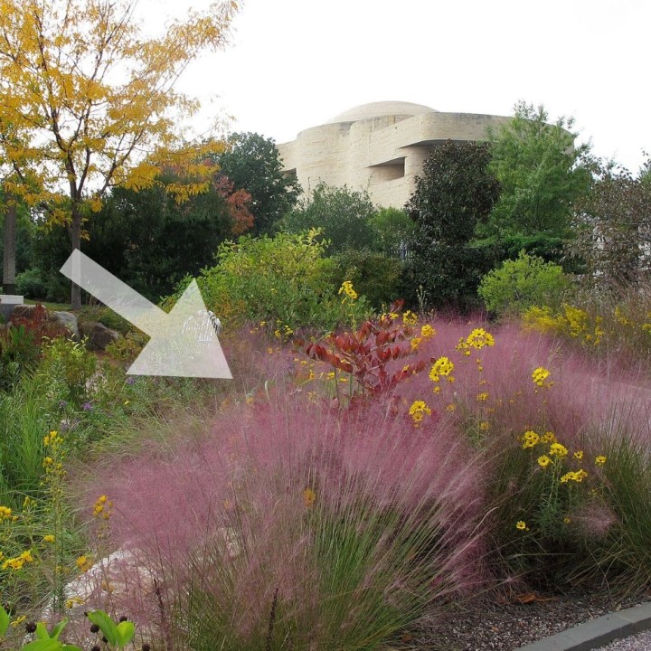 Muhlenbergia capillaris - Graines