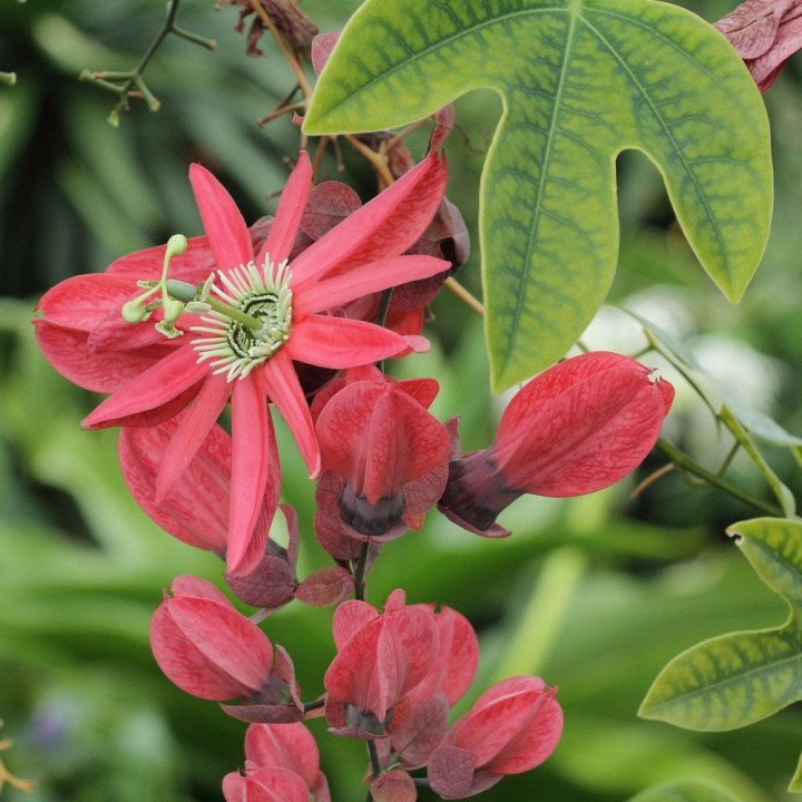 Passiflora princeps - Semillas
