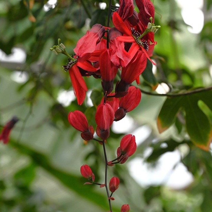 Passiflore rouge - Graines