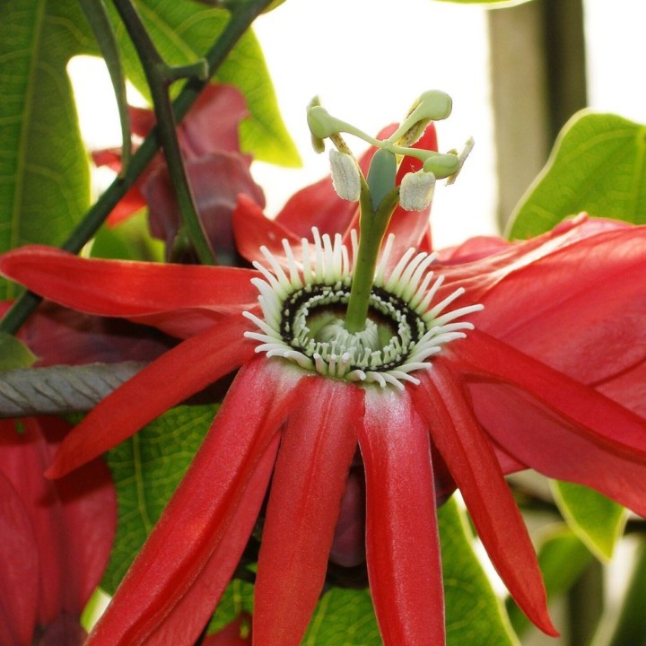 Passiflore rouge - Graines