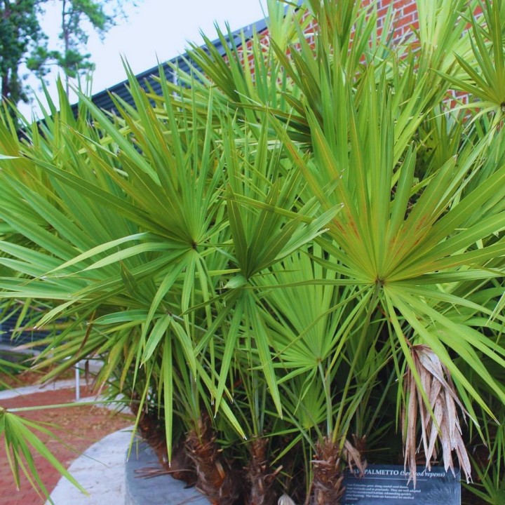 Palmier nain de Floride - Graines