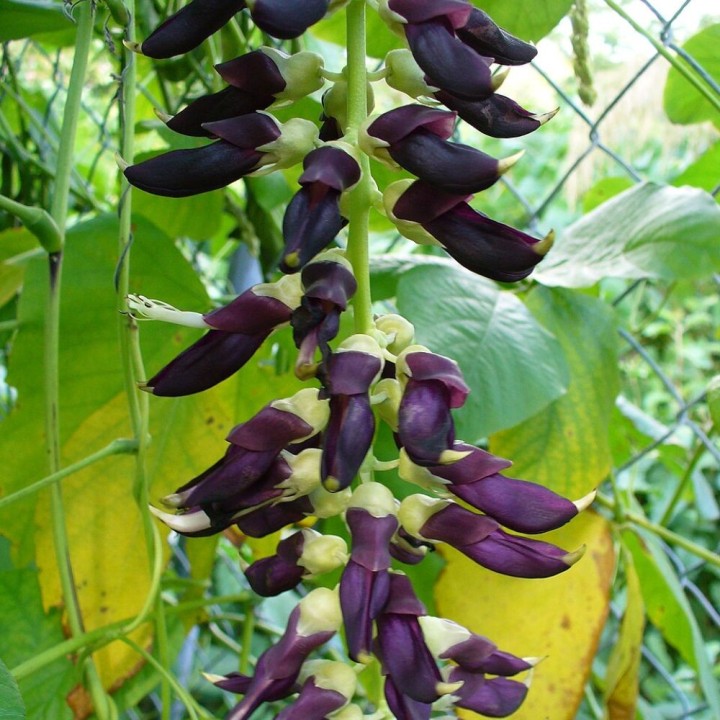 Mucuna pruriens var. utilis - Graines