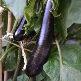 Aubergine Longue noire - Graines