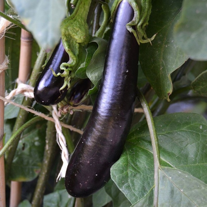 Aubergine Longue noire - Graines