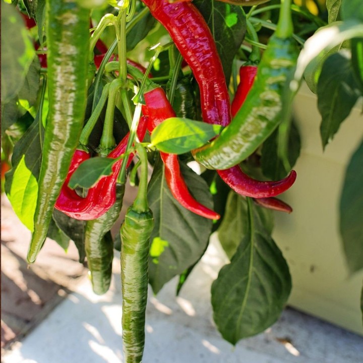 Piment de Cayenne - Graines