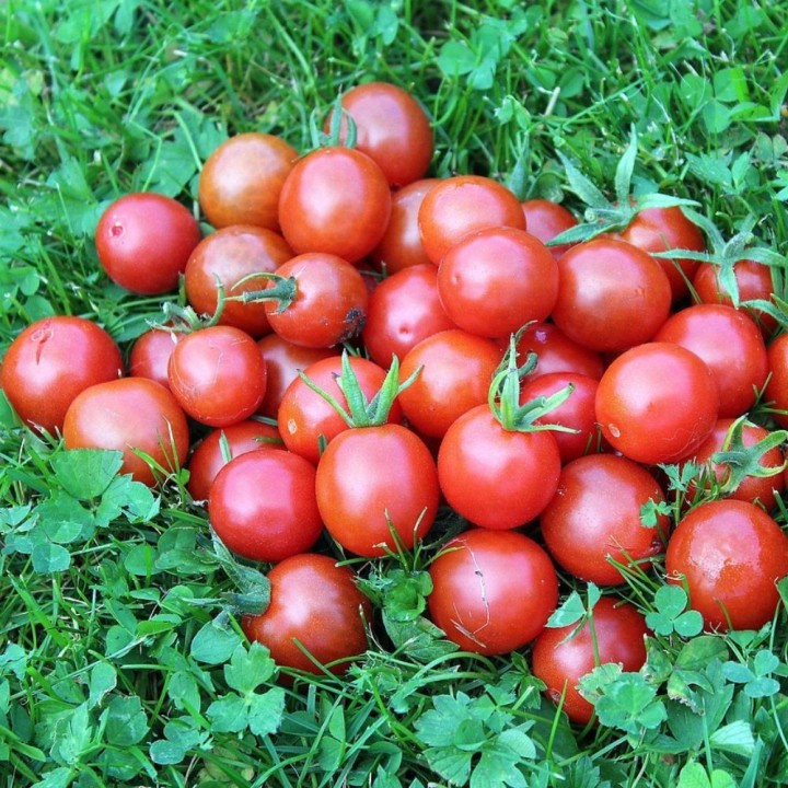 Tomate cerise rouge - Graines