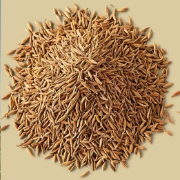 Cumin - Graines