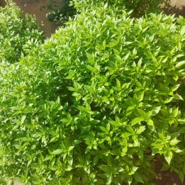 Basilic citron - Graines