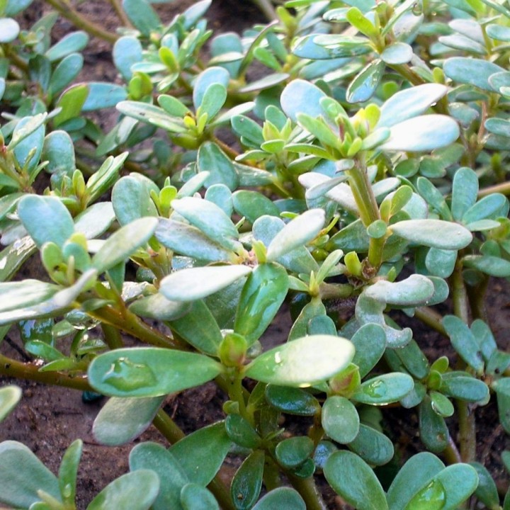 Pourpier potager - Graines