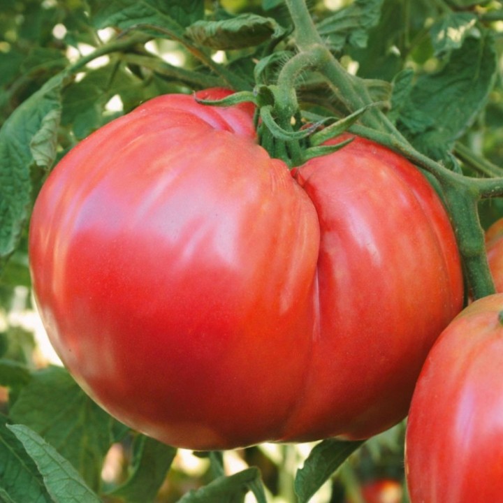 Tomate Ciccio - Semillas