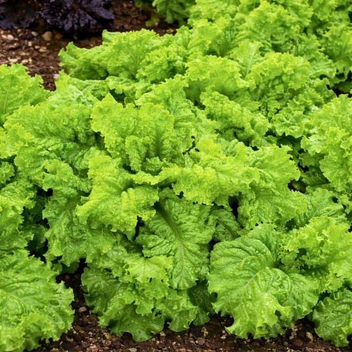 Lechuga, Australiana Amarilla - Semillas