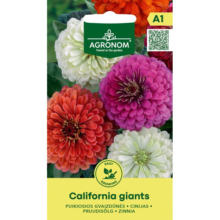 Zinnia California Giants - Graines