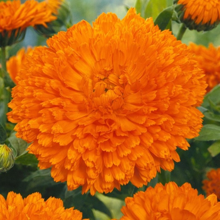 Caléndula naranja gitana - Semillas