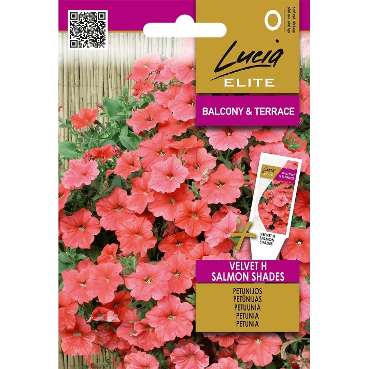 Petunia Velvet H tons saumon - Graines