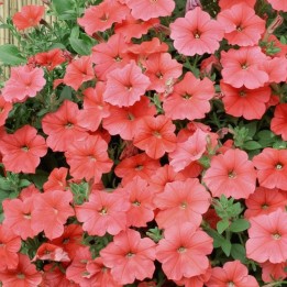 Petunia Velvet H tonalidades salmón - Semillas
