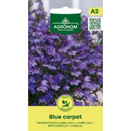 Lobelia tapis bleu - Graines