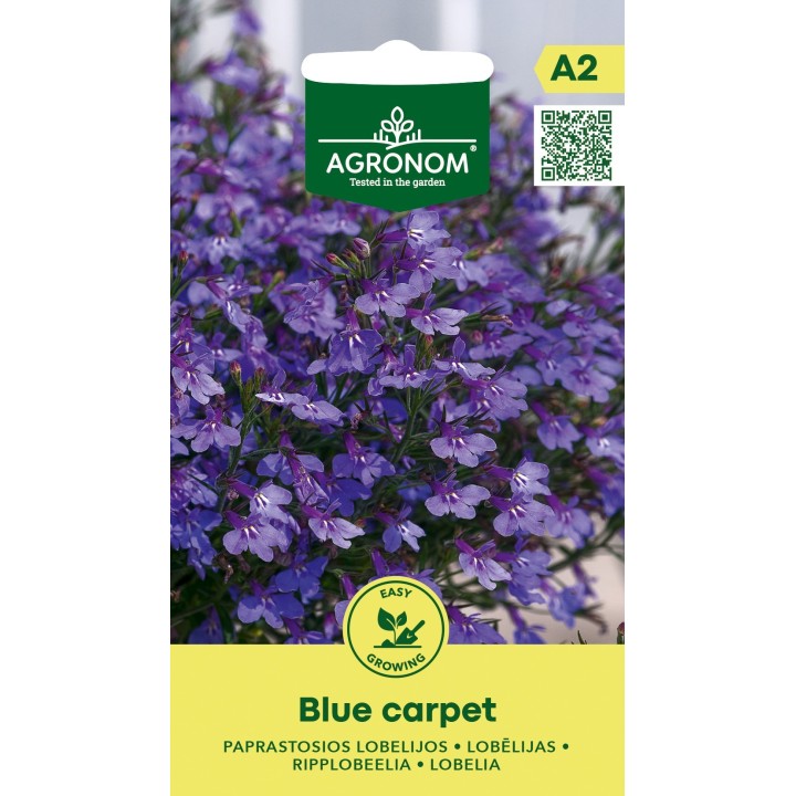 Lobelia tapis bleu - Graines