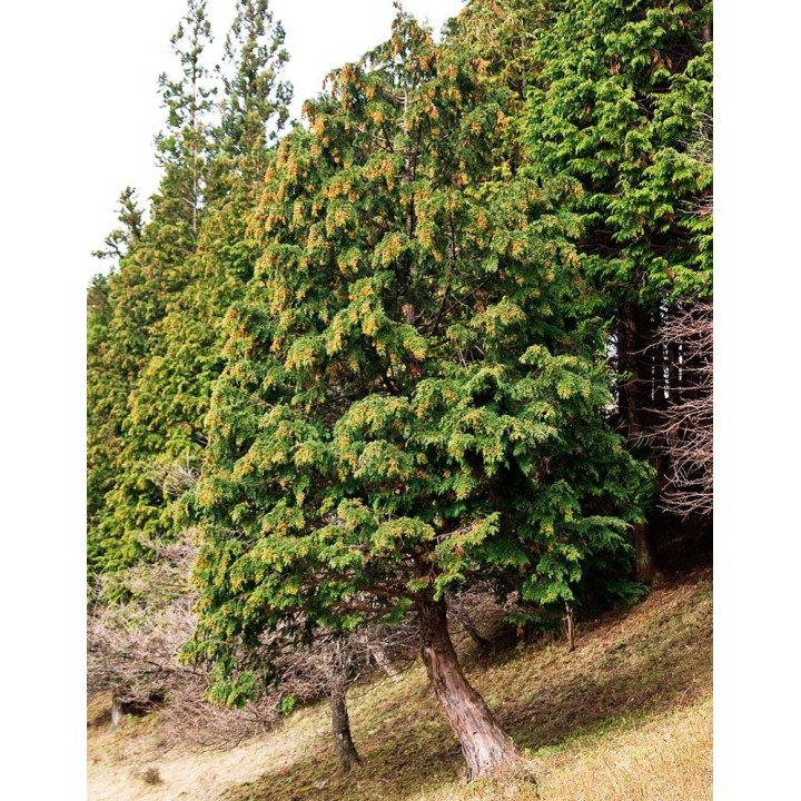 Cyprès Hinoki - Graines