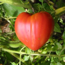 Tomate Coeur de boeuf - Graines