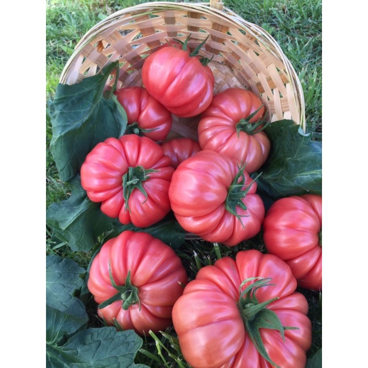 Tomate Cassarosa H - Graines