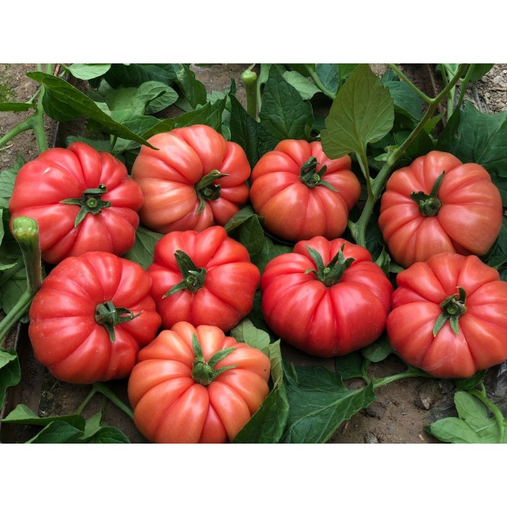 Tomate Cassarosa H - Graines