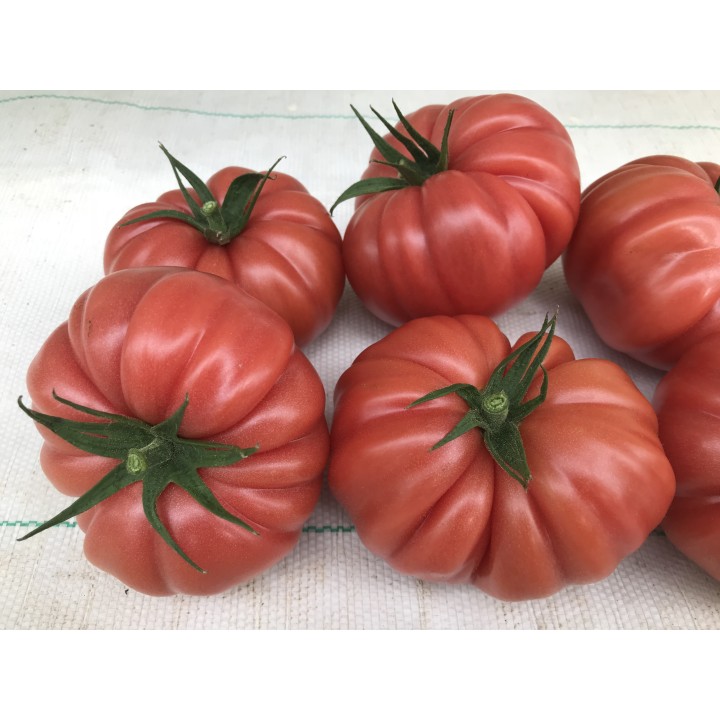 Tomate Cassarosa H - Graines
