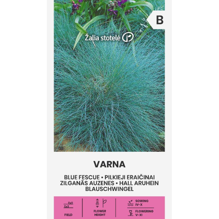 Festuca azul Varna - Semillas