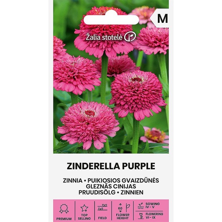 Zinnia Zinderella Pourpre - Graines