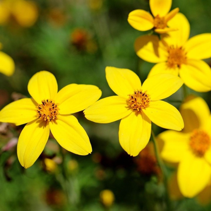 Bidens aurea - Graines