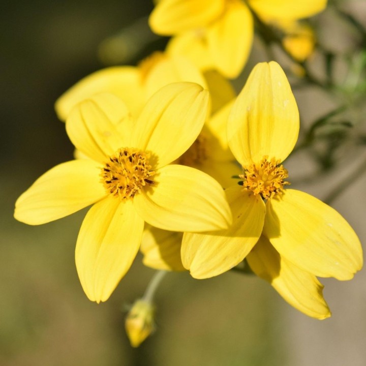 Bidens aurea - Graines