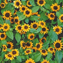 Sanvitalia orange - Graines