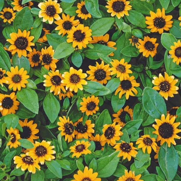 Sanvitalia orange - Graines
