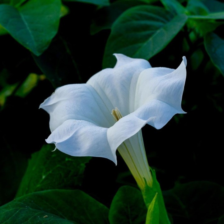 Datura inoxia - Graines