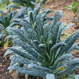 Chou kale Nero di Toscana - Graines