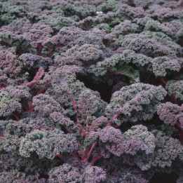 Chou kale Scarlet - Graines