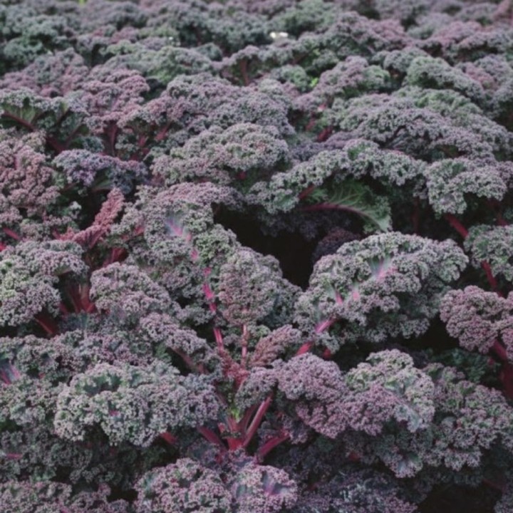 Chou kale Scarlet - Graines