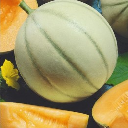 Melon Charentais - Graines
