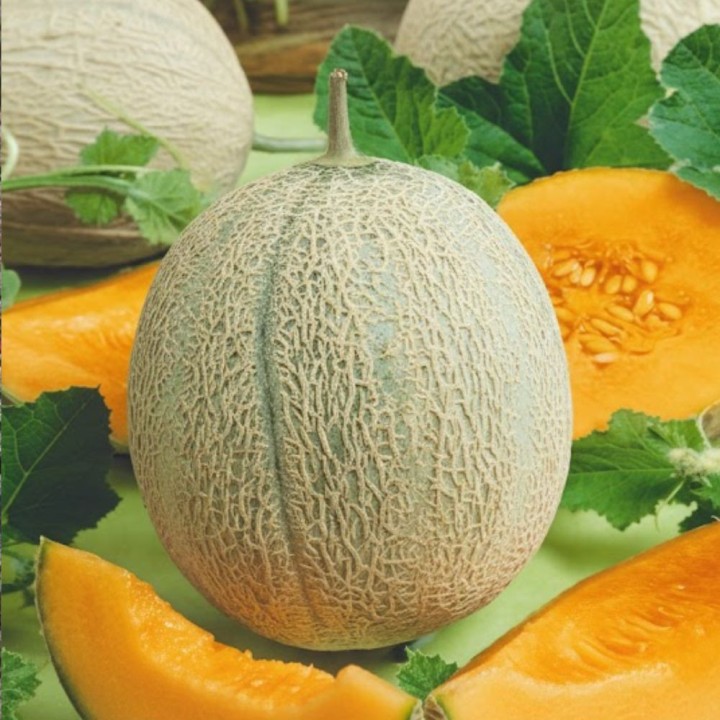 Melon Retato degli Ortolani - Graines
