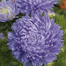 Aster de Chine Pivoine - Graines