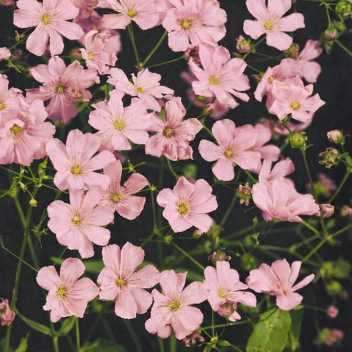 Gypsophile rose - Graines
