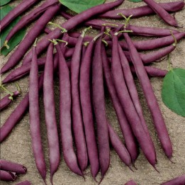 Haricot grimpant Blauhilde - Graines