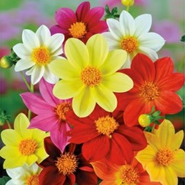 Dahlia Mignon - Graines