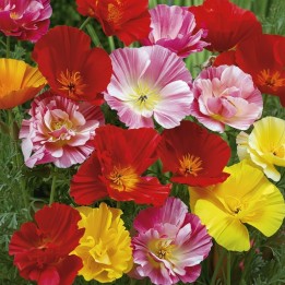 Pavot de Californie Ballerina - Graines