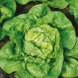 Laitue Kagraner Sommer 2 - Graines