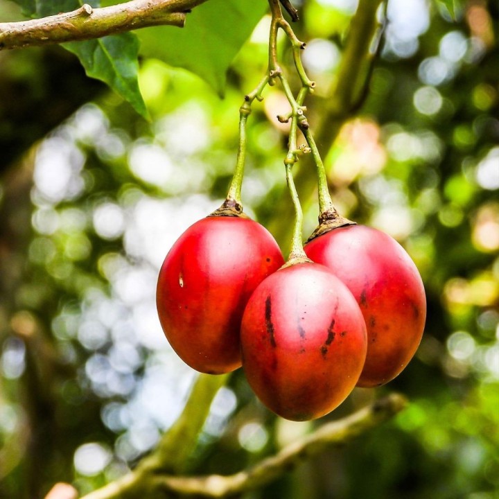 Tamarillo arbre à tomates - Graines