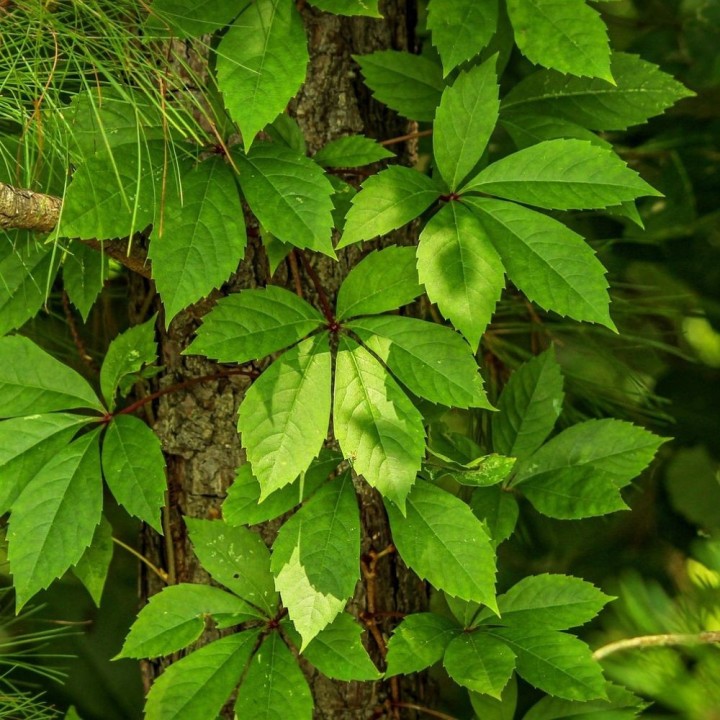 Semillas de Parra virgen (Parthenocissus tricuspidata)