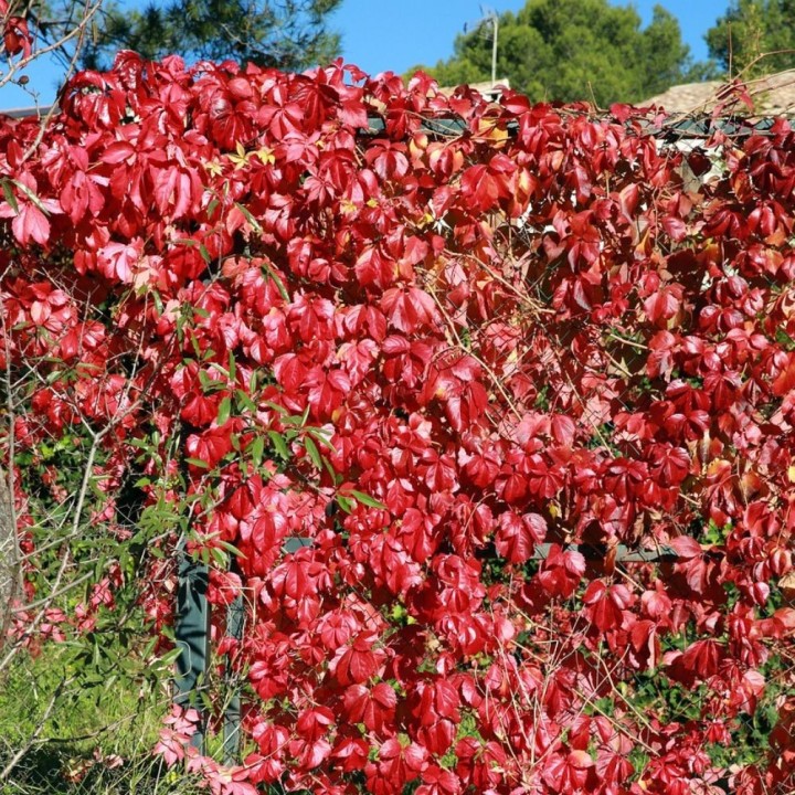 Vigne vierge a cinq folioles - Graines