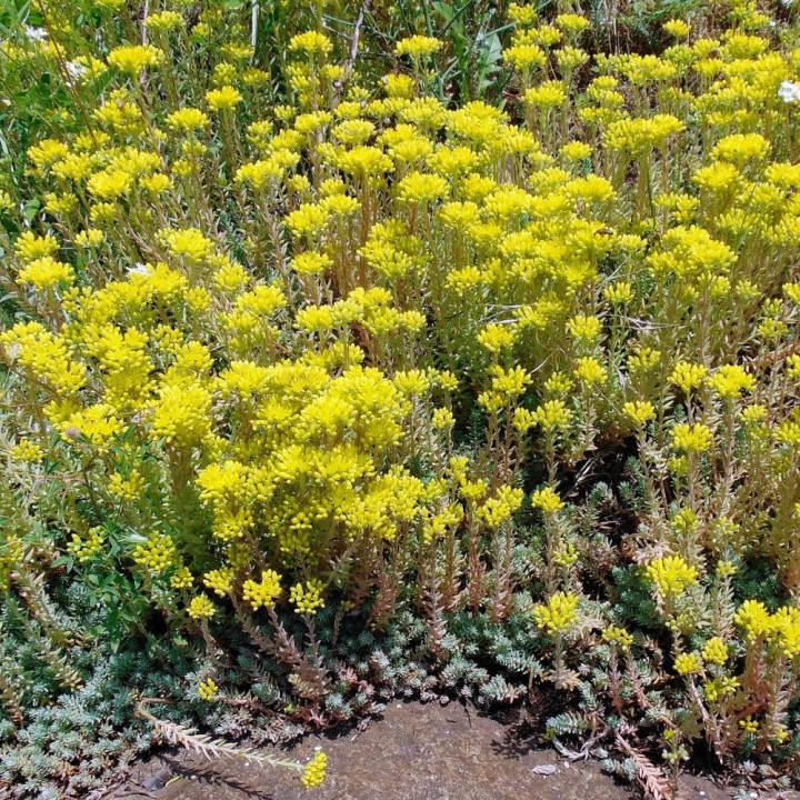 Sedum reflexum - Graines