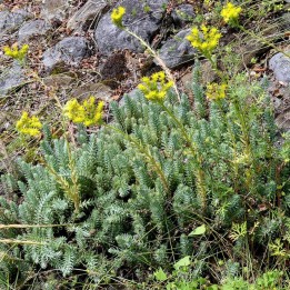 Sedum reflexum - Graines